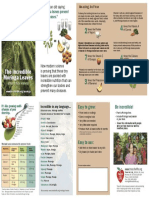 moringa_brochure.pdf