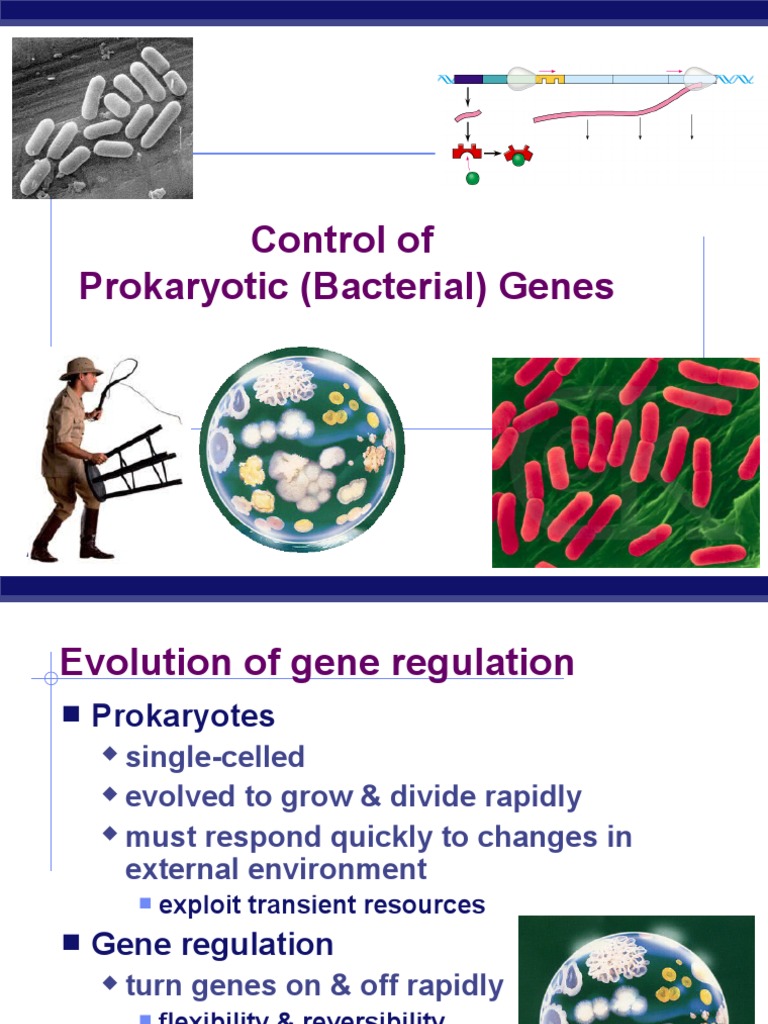 Prokaryotic Gene Regulation PDF Operon Repressor