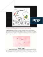 Ciclo de Vida Del Trypanosoma Cruzi