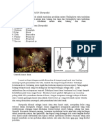 Materi Lumut Daun