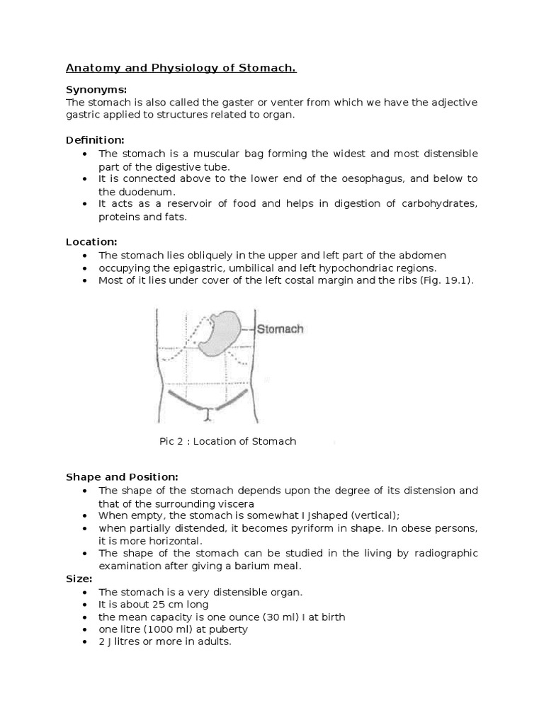 Anatomy And Physiology Of Stomach Stomach Epithelium