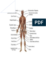 Aparato Locomotor