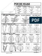 Tipos de Hojas para Pintar