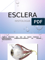 Esclera Histologia
