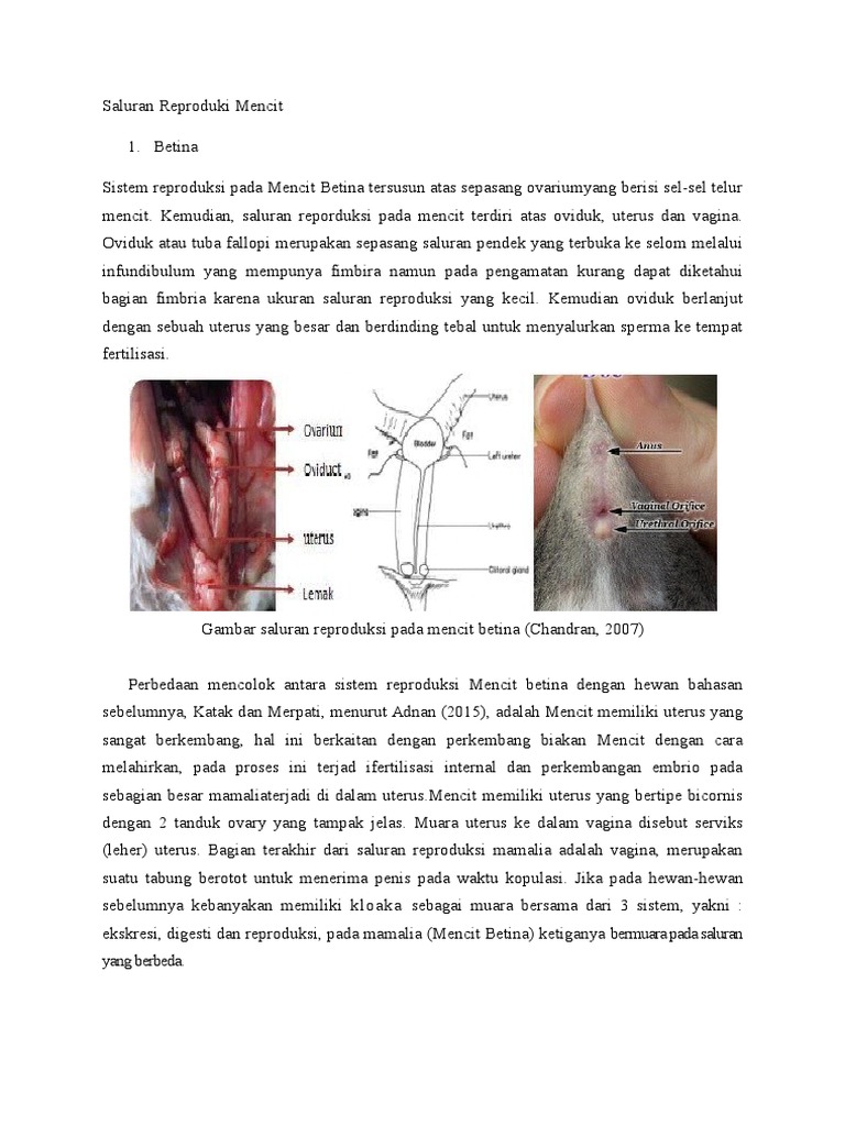 Saluran Reproduki Mencit | PDF