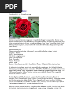 Download Proposal Budidaya Bunga Mawar by Ruqoiyah Al Karimah SN326751983 doc pdf