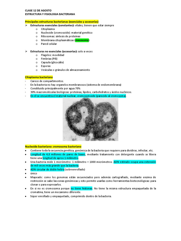 Estructura de la Pared Celular Bacteriana | PDF | Las bacterias ...