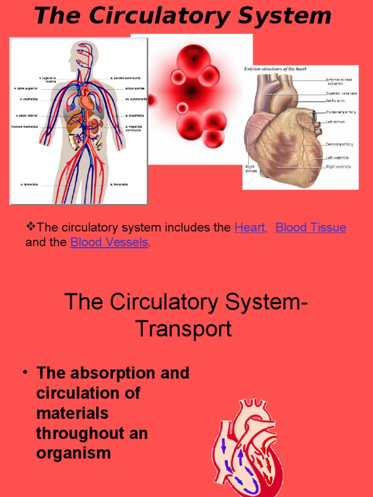 Overview of the Human Circulatory System | PDF | Artery | Blood
