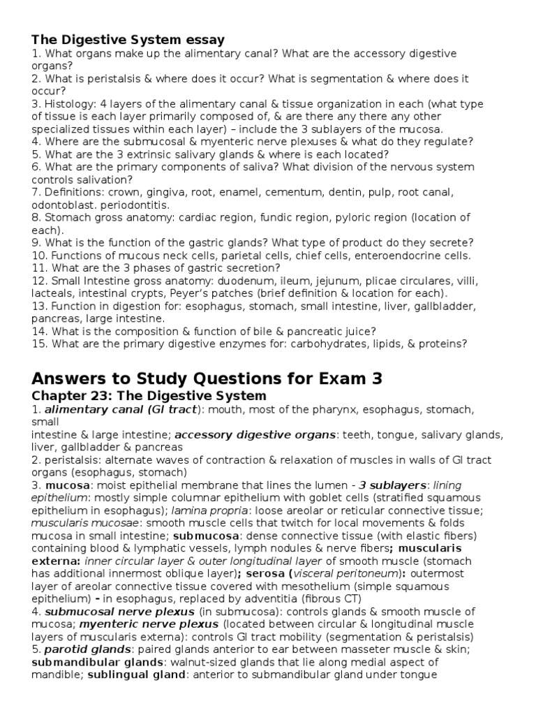 The Digestive System Essay | Stomach | Human Digestive System