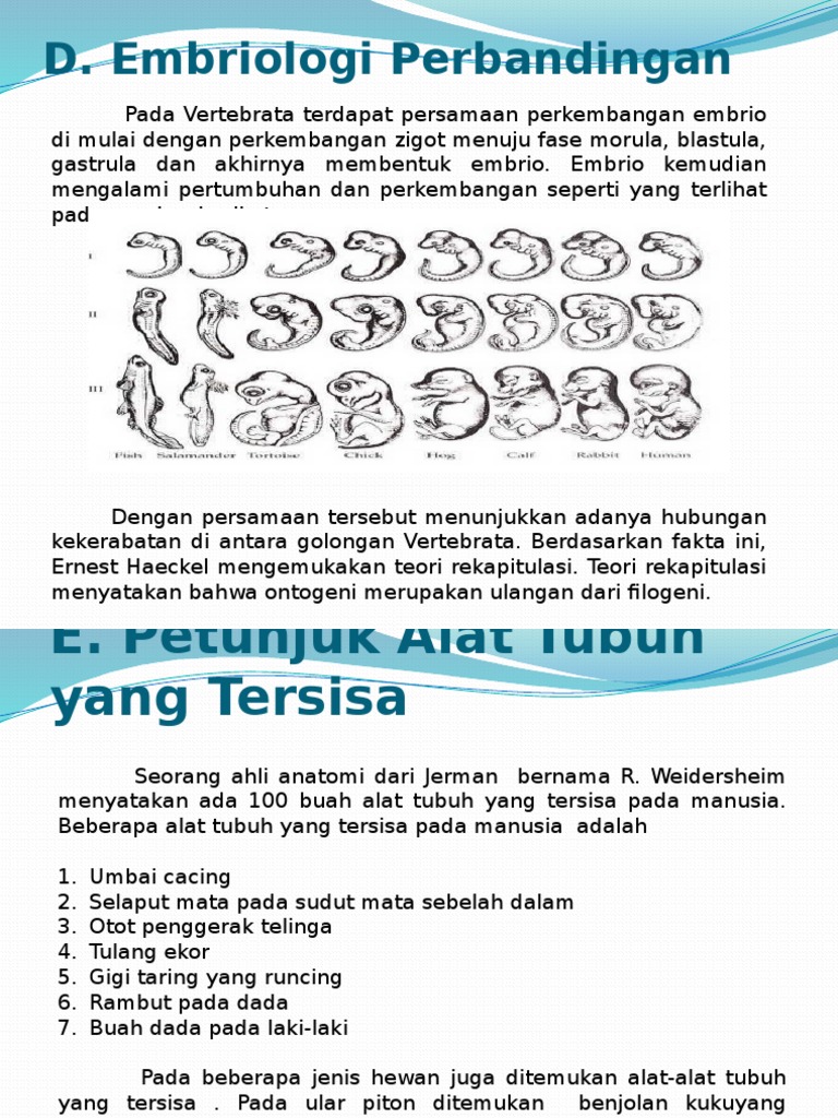  Embriologi  Perbandingan 