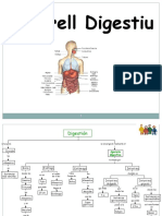 Aparato Digestivo