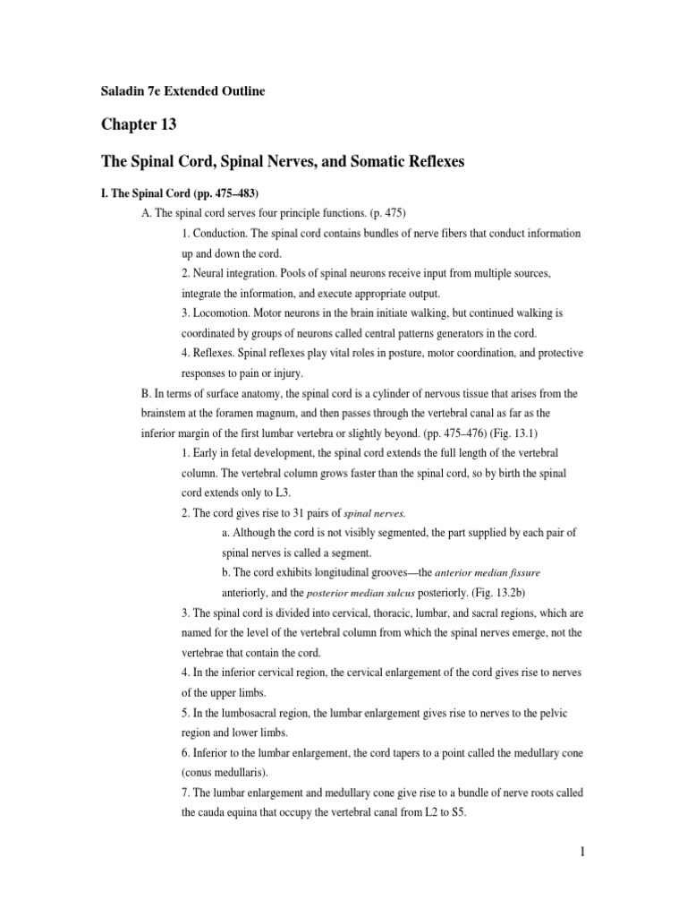 Saladin 13 Anatomy and Physiology Outline | Vertebral Column | Spinal Cord
