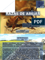 Razas Abejas Final