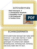 Filum Echinodermata