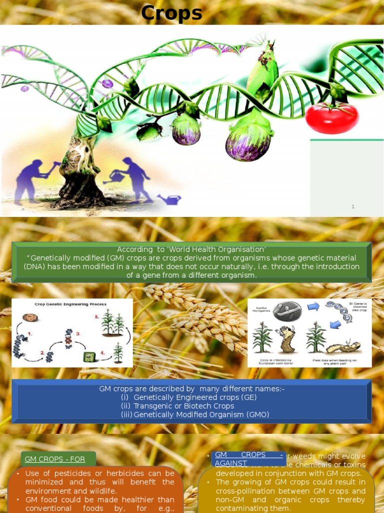 GM Crops | PDF | Genetically Modified Crops | Genetically Modified Organism