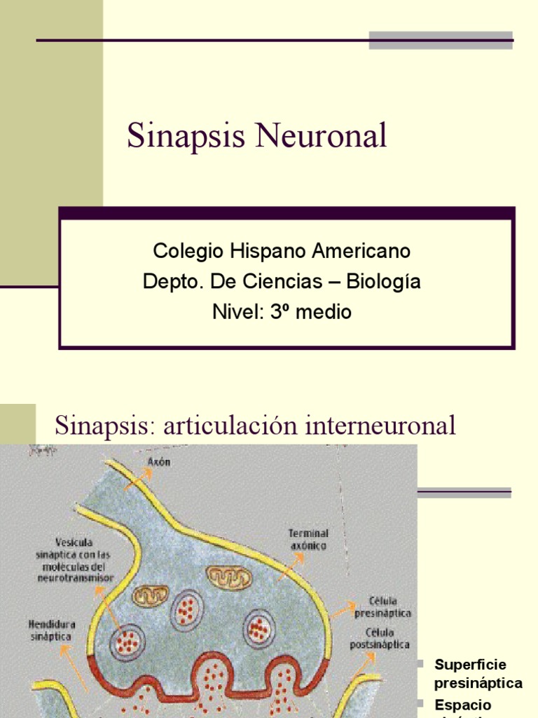 Unidad 1 - Sinapsis Neuronal | PDF | Sinapsis | Neurona