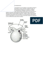 CELULAS GERMINALES PRIMIGENIAS