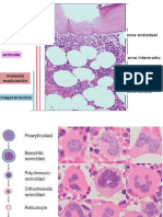 Hematologia