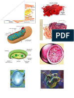 Biologia