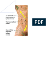 Sistem Ganglionar MS Si Abdomen