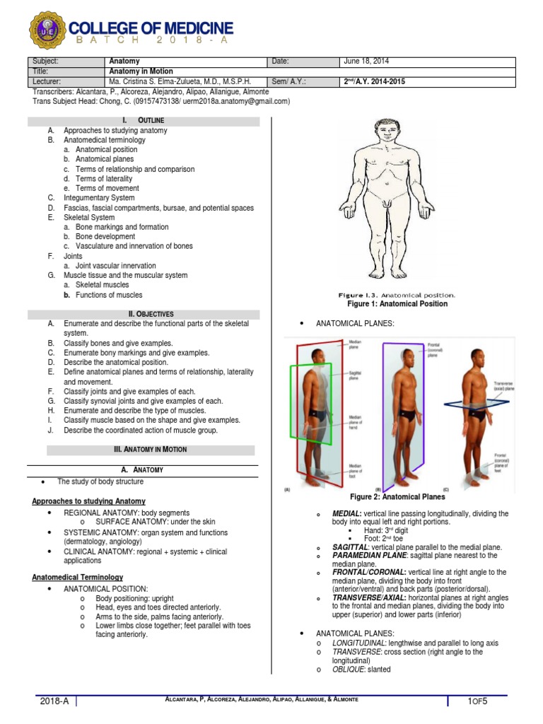 Anatomy in Motion Overview | PDF | Anatomical Terms Of Motion ...