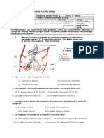 Prueba de Biología - sist. circulatorio y renal -  8 vo.docx