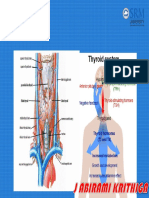 1thyroid Anatomy & Physiology
