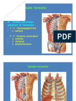 Sistemul Vascular - veneIII PDF