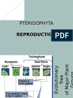 PTERIDOPHYTA Reproduction