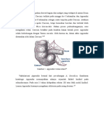 Appendix Merupakan Derivat Bagian Dari Midgut Yang Terdapat Di Antara Ileum Dan Colon Ascendens