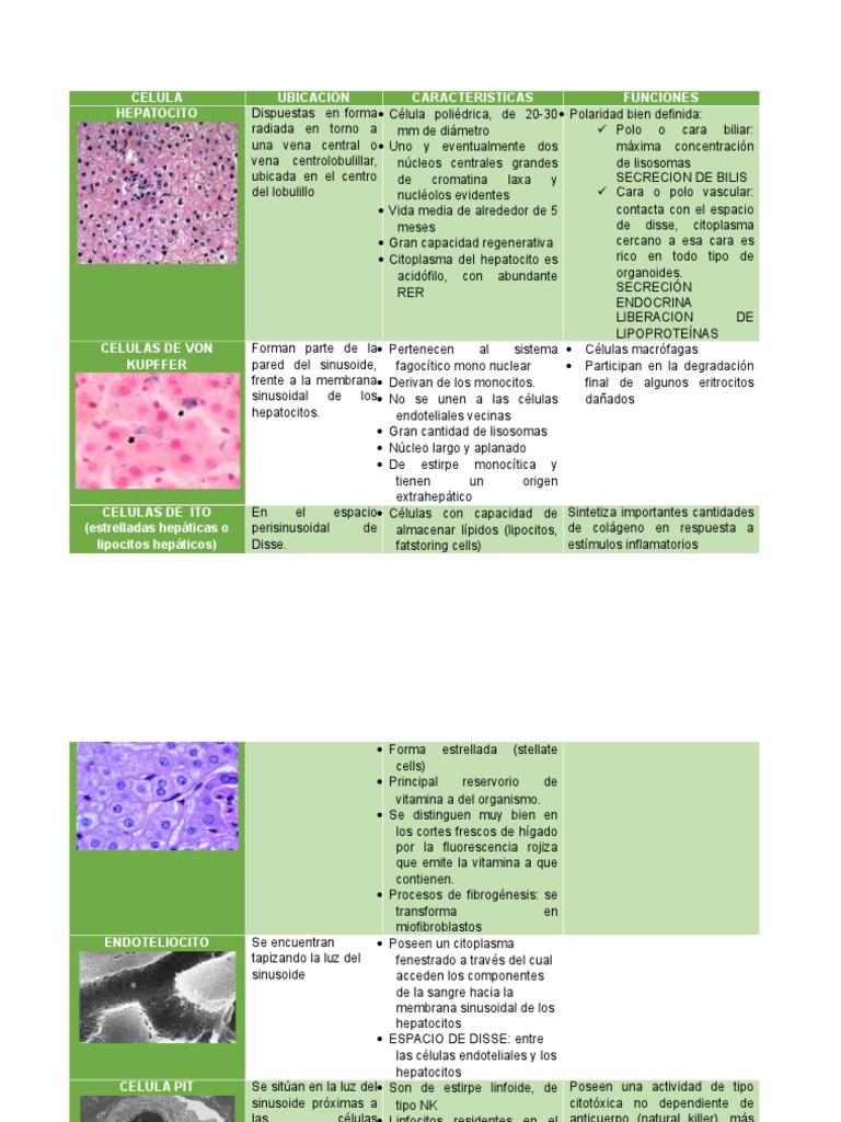 Celulas Del Parenquima Hepatico | PDF | Hepatocito | Hígado, image size:768x1024
