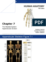 Human Anatomy: The Skeletal System: Appendicular Division
