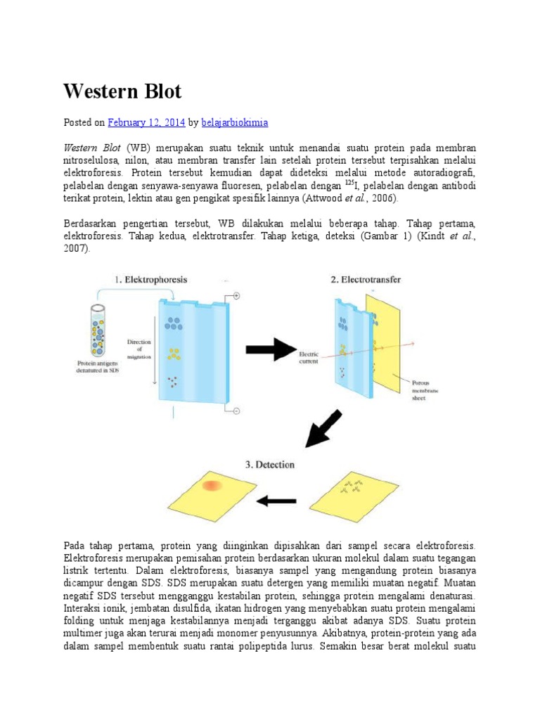 Western Blotting | PDF