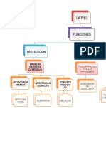 LA PIEL Y SUS FUNCIONES