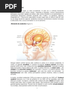 Atrofia Cerebrala