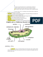 Animal Cell