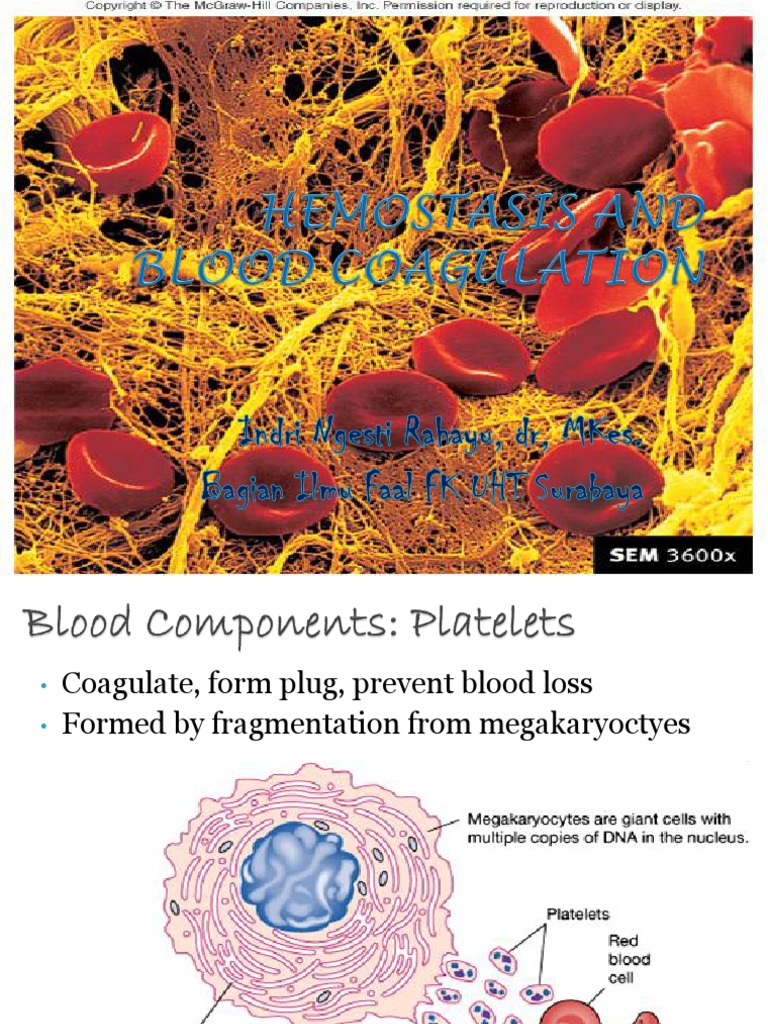 Hemostasis: Platelet Function & Coagulation | PDF | Coagulation | Platelet