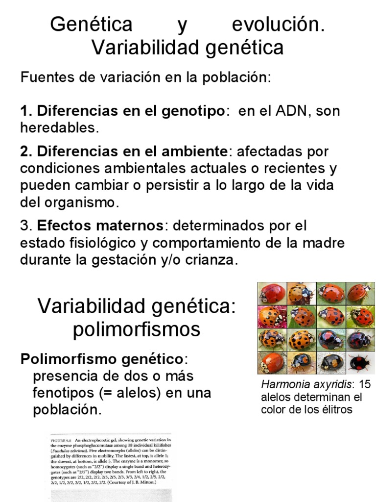 Fuentes y Ejemplos de Variabilidad Genética | PDF | Mutación | Gene