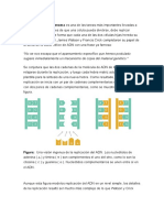 La Replicación Del Genoma