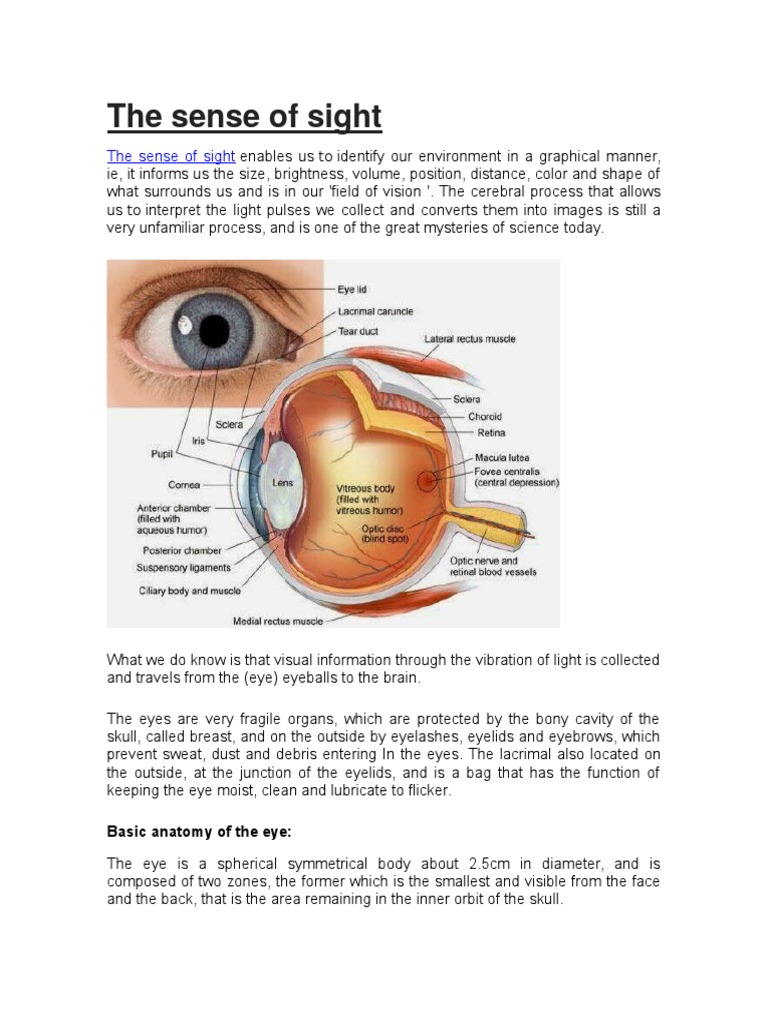 The Sense of Sight | PDF | Human Eye | Eye
