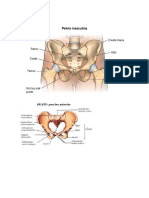 Anatomia de La Pelvis