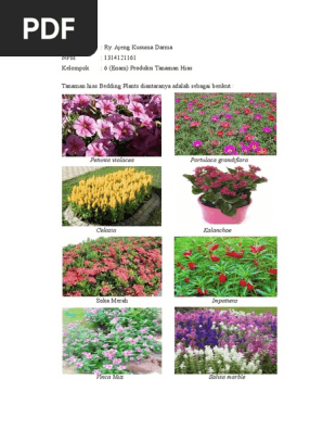 Bedding Plant