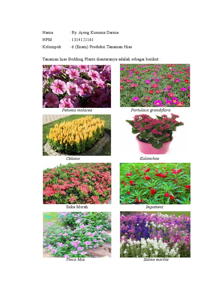 bedding plant