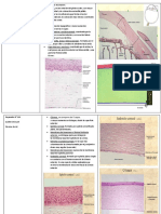 Resumen histo neuro.pdf