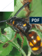 Taxonomic Study of The Family Scoliidae (Hymenoptera Aculeata) in Iraq