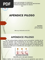 APENDICES PILOSOS