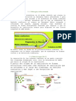 replicacion del adn