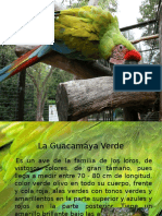 La Guacamaya Verde