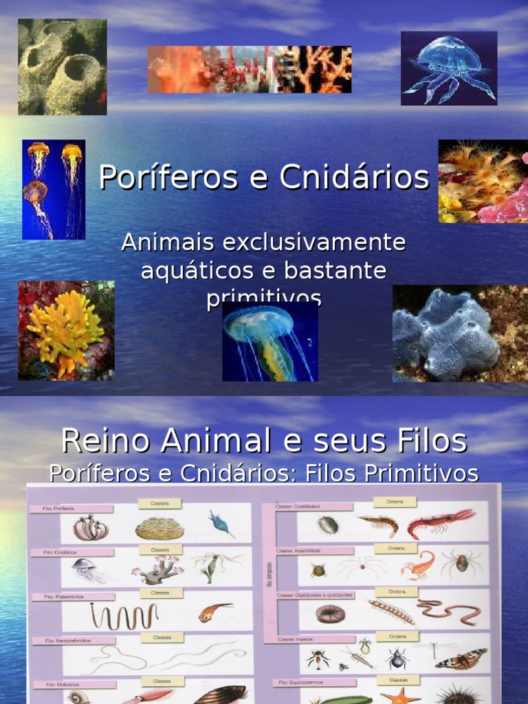 Poriferos e Cnidarios | PDF | Esponja | Zoologia