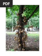 Arvores-e-Folhas.doc